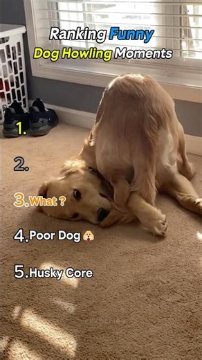 Ranking Dog Howling Moments🐶