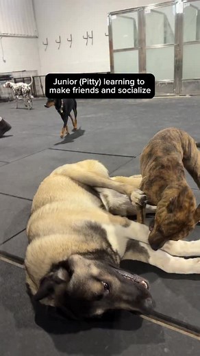 Big change in 2 weeks! | K9 Academy