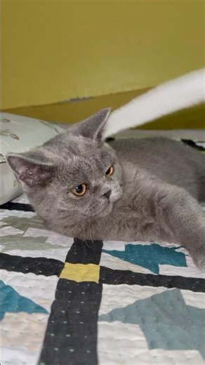 You’ve Never Seen a Cat Play Like This! 😹🔥