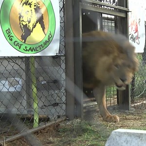 3.3K views · 404 reactions | 2019 was a very impactful year for animals. With your support, we were able to fight for animals in need all over the world! Join us in looking back at this incredible year, highlighting some of our rescue missions, campaigns and actions that have and will continue to save and protect animal lives! Thank you! | FOUR PAWS | Facebook