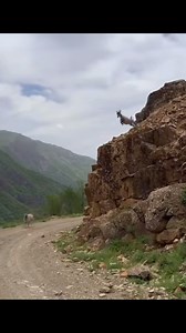 flying wild goat#wild#goat#animals#dog | Eren Acil
