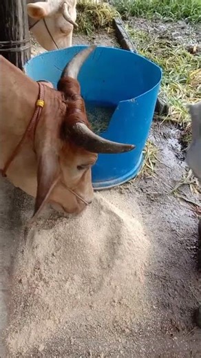 วันนี้พายุฝนตกหนักกินอาหารละกัน/เกษตรผสมผสาน