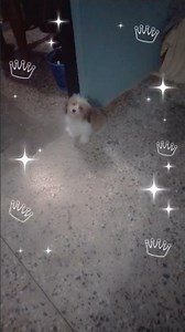 my lhasa apso dog #dog