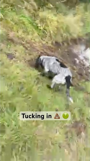 Stop eating Poo! 🤢 🤦🏻