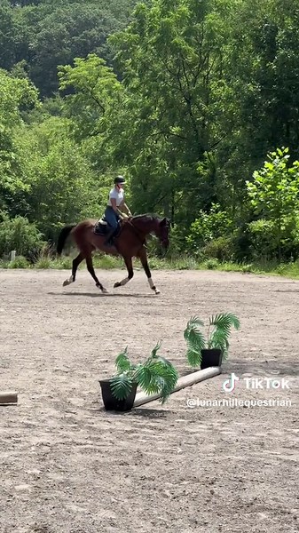 Student Successfully Jumps My OTTB During Training