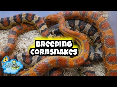 Breeding cornsnakes and kingsnakes 2026