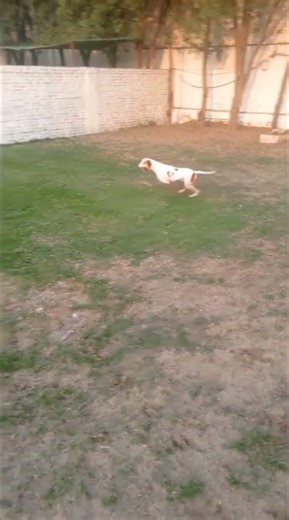 #english #pointer #dogbreed #viralshort #youtubeshorts #subscribe