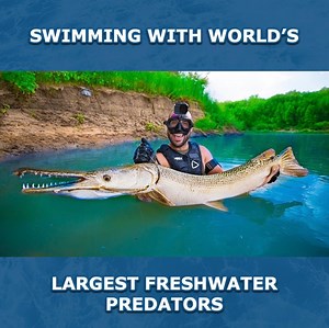 65K views · 968 reactions | Traveled to the most dangerous river in Texas to have a chance to swim with the closest thing we have to dinosaurs on earth! 秊 | Jiggin' With Jordan | Facebook