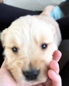 281K views · 2K shares | Okay I'm done, look at this face  | boohoo.com | Facebook