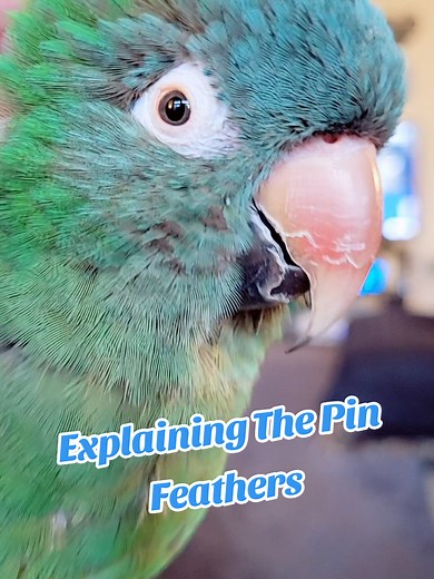 Explaining The Pin Feathers 🪶 #talkingbirds #birdsoftiktok #cutebirds #birds #parrotsoftiktok
