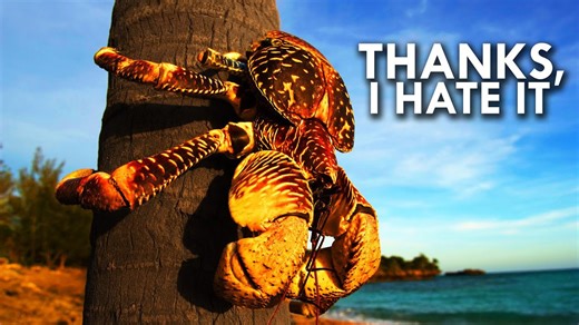 How coconut crabs adapted to dominate island ecosystems