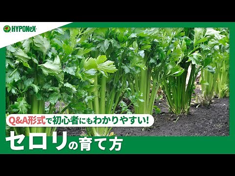☘248: [Q&A] How to grow celery | Tips for growing it deliciously and how to harvest it? Also intr...
