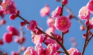 Discover the National Flower of China: The Plum Blossom