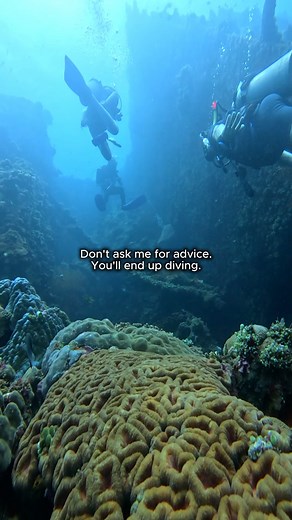 12 reactions | You ask for advice, I hand you a regulator 﫧 #all4divingbali #divinglife #scubadivinglife #scubadiving #padi | All 4 Diving Bali - Indonesia | Facebook