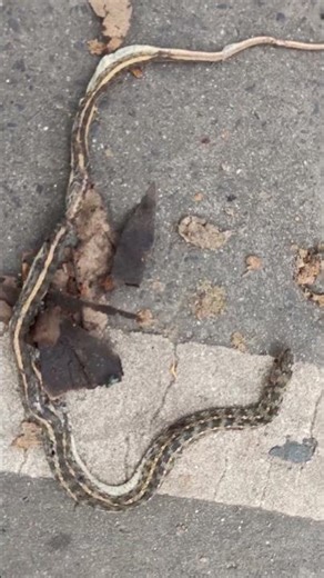 Buff striped keel back Snake found in Asia. it is harmless for man.