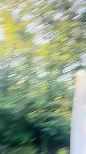 91K views · 574 reactions | Baby bear cubs are about as tough as nails. This black bear cub drops 30 feet on this person's roof and walked it off like it was nothing. From the video, you can see that a male was fighting a mama with her cubs high in the tree. Incredible video @officaltravelusa | BigGame Forever | Facebook