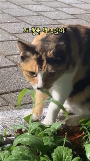 비 오는 날, 운명처럼 나타난 고양이..! 신의 시험은 시작됐어!! #또냥이를부탁해 [Ep.4묘연]