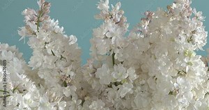 Close up view of pearl-pink lilac (Syringa vulgaris) flowers in a vase on a blue background. The beauty of Moscow or Krasavitsa Moskvy cultivar. Table spin.