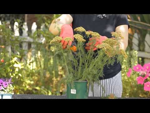 How to Prune a Yarrow Plant : Garden Space