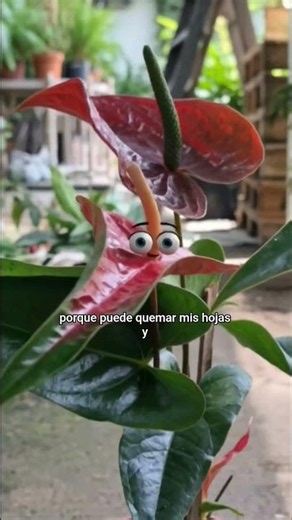 Anturio Rojo