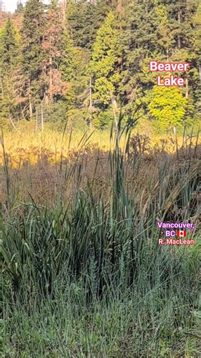 58 reactions · 37 shares | This is the Beaver Lake at Stanley Park in Vancouver, BC, Canada  #beaverlake #vancouver #stanleypark #everyone #followers #highlights | Ruth MacLean | Facebook