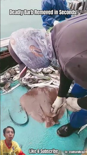 Expert Fisherman Handles Poisonous Stingray Barb Like a Pro!