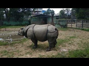 Rhinoceros pees a gallon.