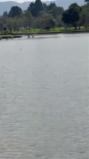Video lago parque simon bolivar