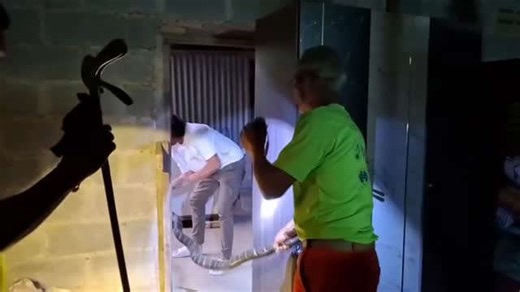 Snake wrangler removes 10ft king cobra curled up in kitchen