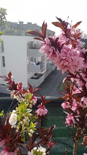 Aimez-vous admirer le printemps ?