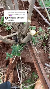 Hola amigos los que me siguen desde antes, saben que vengo batallando para comprar mi tractor y rastra pero no es fácil vivo y trabajo sola en la chacra, por eso hago esta rifa de la camioneta Ford ranger Los que quieran participar tienen que enviar 20$ mil pesos al alias tedeseosuerte16 el comprobante al privado o a mi watsap en mi perfil esta mi teléfono de contacto desde ya gracias 🙏 | Sol Ramos