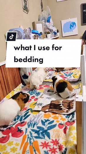 Efficient Cleaning Tips for a Guinea Pig Habitat