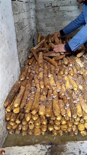 This person earns approximately $80 million annually from corn cobs.#fyp #tiktok #food #foryou #eating