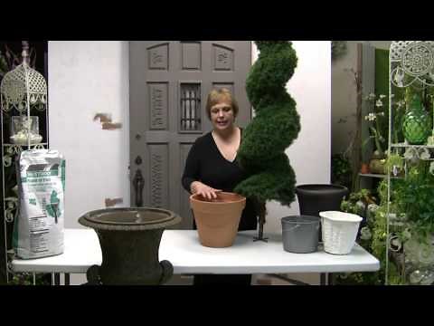 How To Pot A Spiral Topiary For Outdoor Or Indoor Use