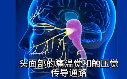 三叉神经感觉传导通路