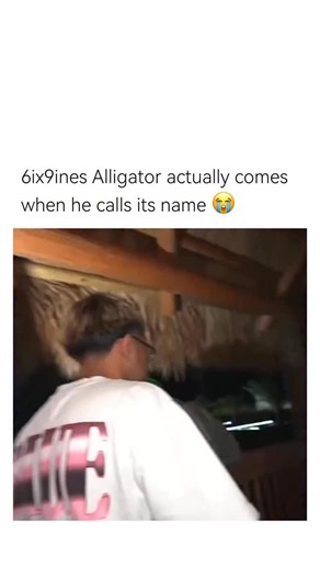 MEMES on Instagram: "😭😂 The alligator is an ancient reptile with origins tracing back millions of years, evolving alongside early ecosystems into the powerful freshwater predator recognized today. Known through both scientific study and cultural presence, it became widely familiar as researchers documented its behavior, conservation status, and role in wetland environments. Its key features—armored scales, strong jaws, and remarkable adaptability—make it a cornerstone species that helps mainta