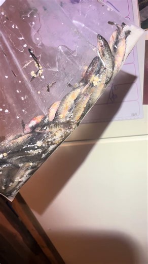 How to use your dead minnows and fish different bait zones! #fishing #icefishing #minnows #salted