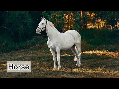 🐎 Real Horse Sounds! 🐎 | Neighing, Whinnying & Galloping | Horse Noises