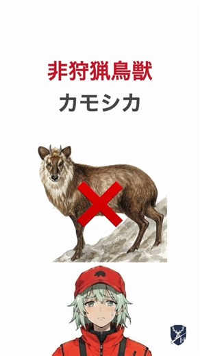 【狩猟免許試験】鳥獣判別 5問🦌