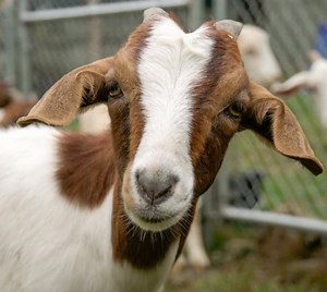 24 homeless goats are looking to be adopted: Do you have room for them?