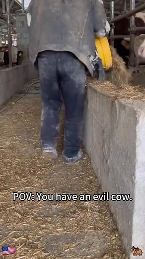 Crazy Cow Chaos Unleashed🐮#cow#funnyanimals#fyp#farm#texas | Funny Pets