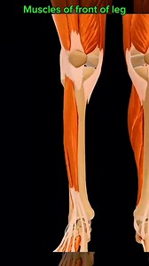 Muscles of the leg #muscle #anatomy 🦵🏃‍♂️ | Dr. Ishtiaque Arafat