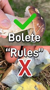 107K views · 1.5K reactions | Want to forage “bolete” mushrooms in...