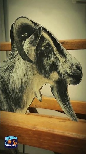 Monroe County Local History Room & Museum | Sparta, WI #shorts