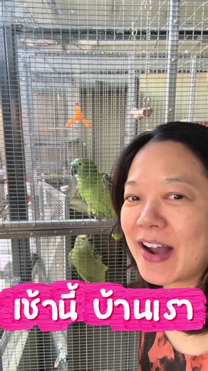 #CapCut #เช้านี้ #บ้านเรา #นกแก้ว #ม้องค์พาราคีต งับแม่เสร็จมาบอกรักๆๆ แอบมาฟังเสียงมะนาวหัวเราะ