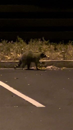 Cute raccoon in Brownwood Paddock Square last night