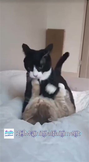 Hilarious Cat Fight Scene – Two Goofy Kittens Battling in the Funniest Way Ever!