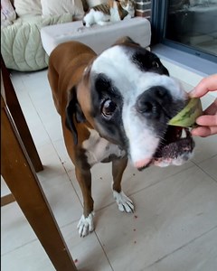 Lots of you have been asking if I like watermelon, heres my official review! 😘 | Bobby from the bin