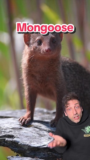 Mongoose: Nature's Snake Predator Explained