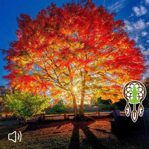 29K views · 1.3K reactions | ☮️礪"Autumn Spirit" is a solo piece on the Native American flute commemorating the beautiful season of Fall. Seeing that this song commemorates a season of the year, I chose to focus on a specific tribe that would move their camps from season to season. This Tribe is the Ojibwe, also known as the Chippewa. See the comments or my bio for a link to listen to "Autumn Spirit" . . . photo by @astrailor_jp | Prairie Path Music | Facebook